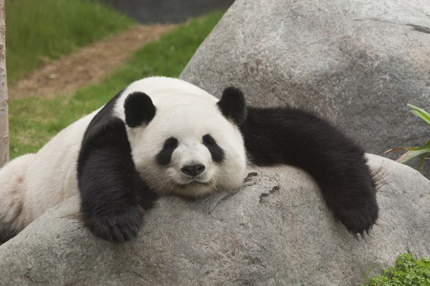 Giant panda bear sleeping in the zoo
